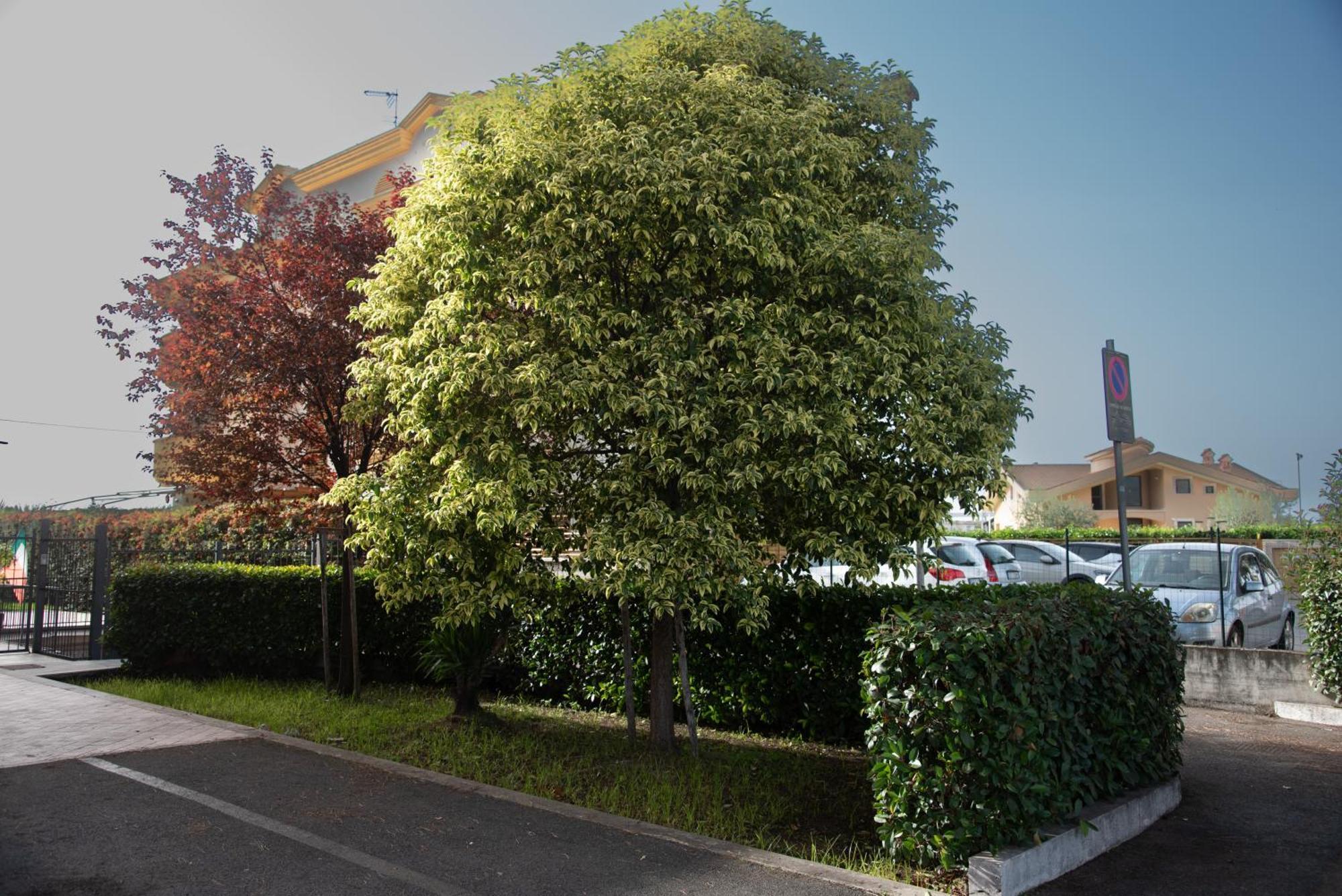 Fele'S House Apartment Guidonia Montecelio Exterior photo
